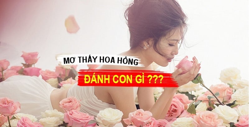 Hoa hồng đỏ